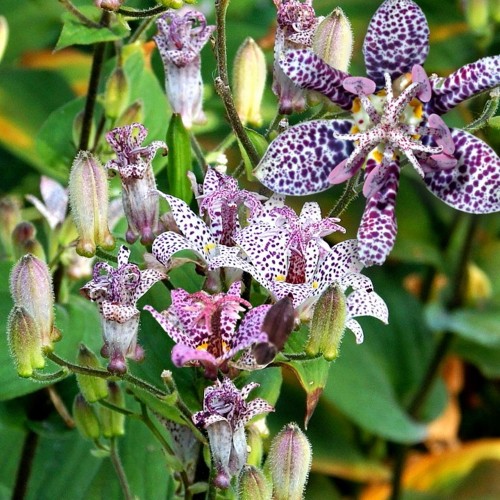 Tricyrtis formosa 'Dark Beauty' - Taivani kõreliilia 'Dark Beauty' P9/0,55L